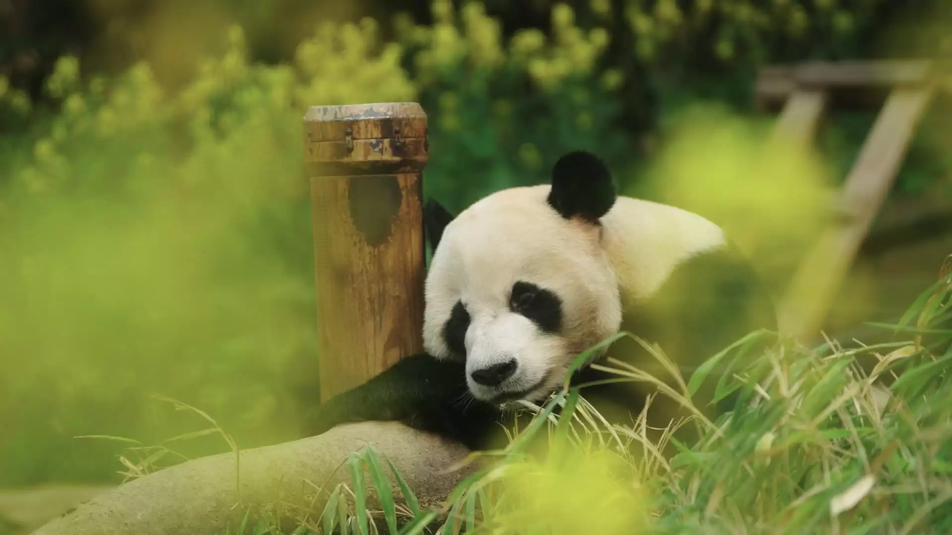Phim Bảo Bối Của Ông - My Dearest Fu Bao (2024) Phim Bảo Bối Của Ông - My Dearest Fu Bao (2024)