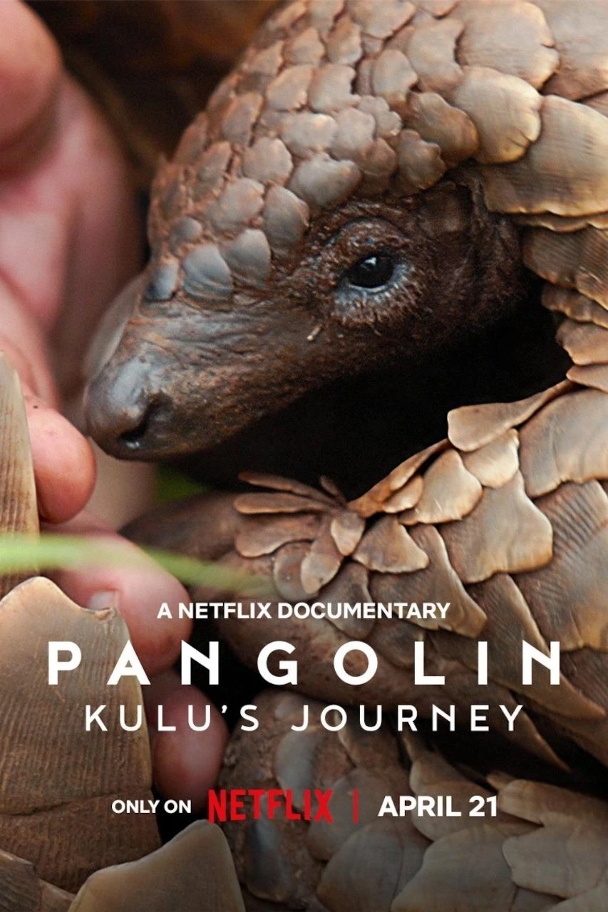 Phim Loài Tê Tê: Hành Trình Của Kulu - Pangolin: Kulu's Journey (2025)